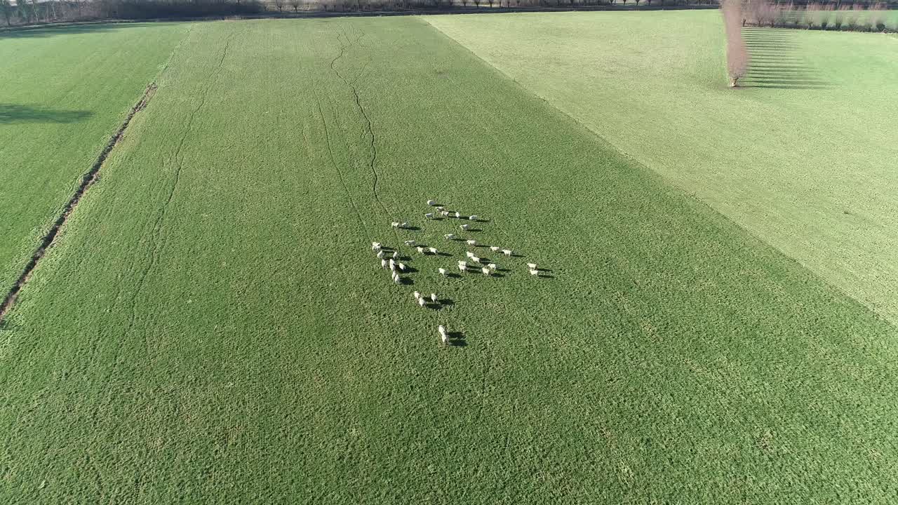 양들이 들판을 걸어다니며, 조류의 시야를 가진 드론으로 촬영되었습니다.