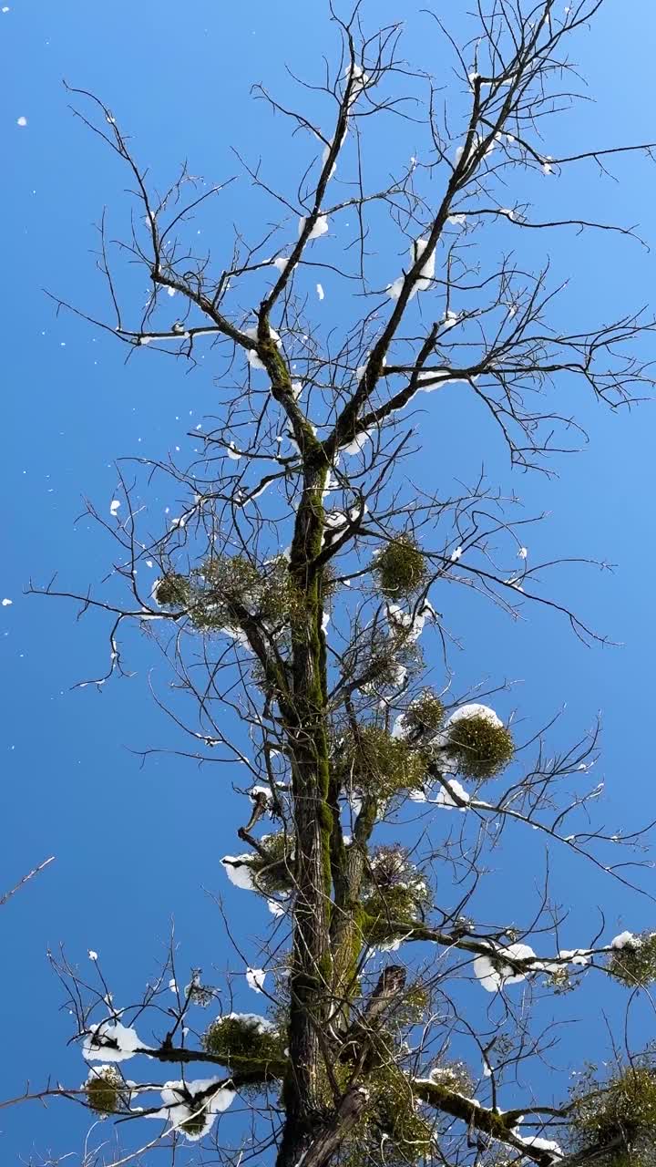 alone tree in snow forest mountain autumn landscape in iran hyrcanian background branch berry rosehip wonderful scenic freeze ice cold natural outdoor park white winter viewpoint in cold weather