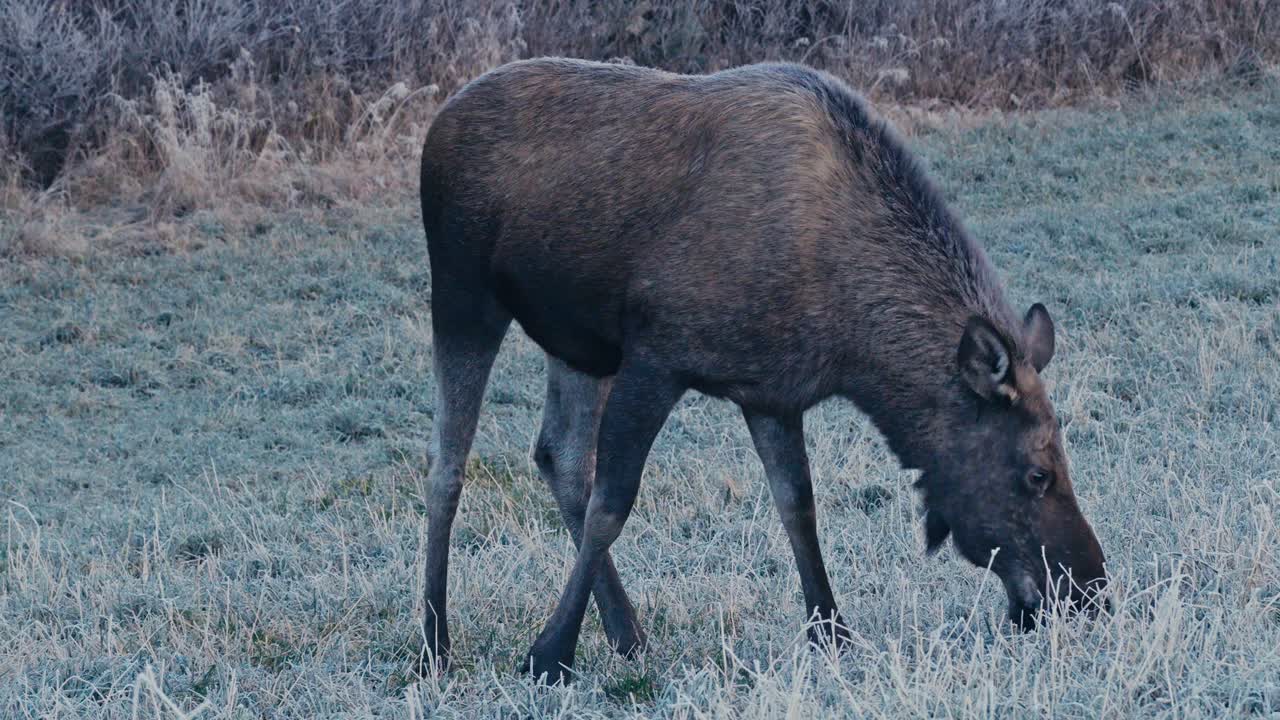 Primo piano di un alce selvatico che si nutre in un campo erboso. Alces Alces.