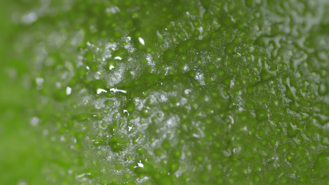 la cal fresca no tratada con gotas de agua gira lentamente.