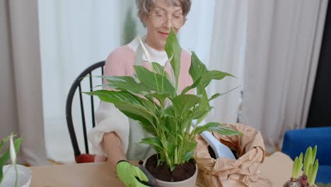 senior woman repotting a peace lily