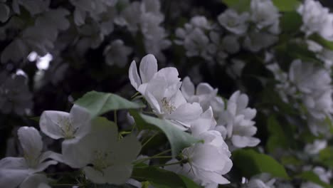 springtime blossoms in the city