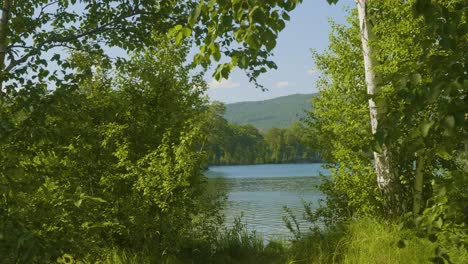 forest lake scenery