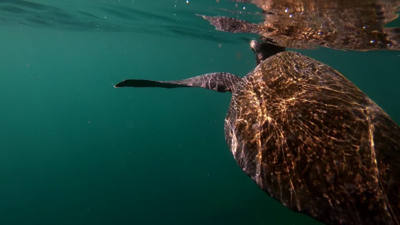 Beautiful underwater footage of a sea turtle swimming in the Galapagos Islands Ecuador 5