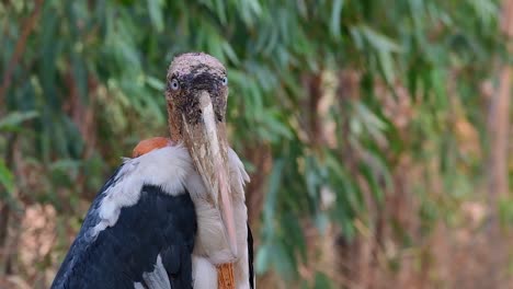 greater adjutant, leptoptilos dubius, buriram, thailand