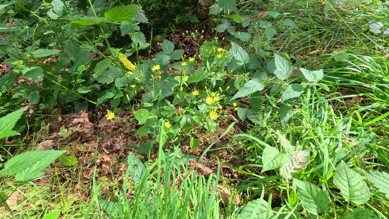 vegetación exuberante y flores silvestres en stirling, escocia
