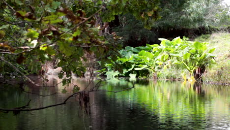 Agua-Corriendo-Con-árboles-Y-Pasto-En-Un-Parque-En-Nueva-Zelanda