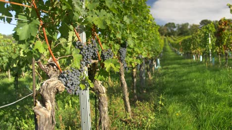 blue grapes are hanging on vine in vineyard