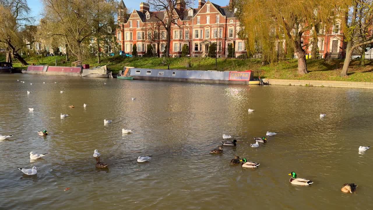 새 들 과 하우스 보트 들 이 있는 운하 장면