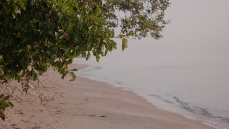 Buchenzweig-Am-Strand-Von-Knäbäckshusen,-Südschweden,-Statische-Weitwinkelaufnahme,-Geringe-Schärfentiefe