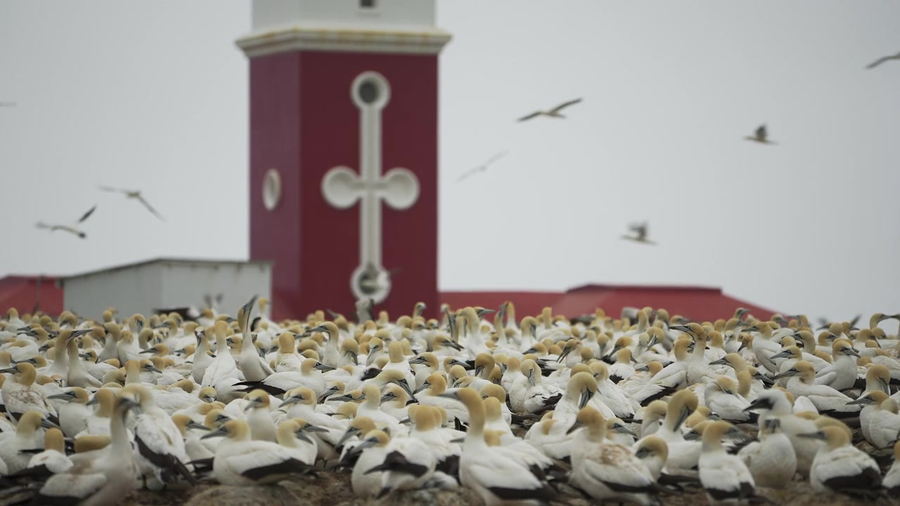 Una grande colonia di sule bianche copre il terreno di nidificazione mentre il faro di Bird Island Algoa Bay si erge dietro sotto un cielo grigio.