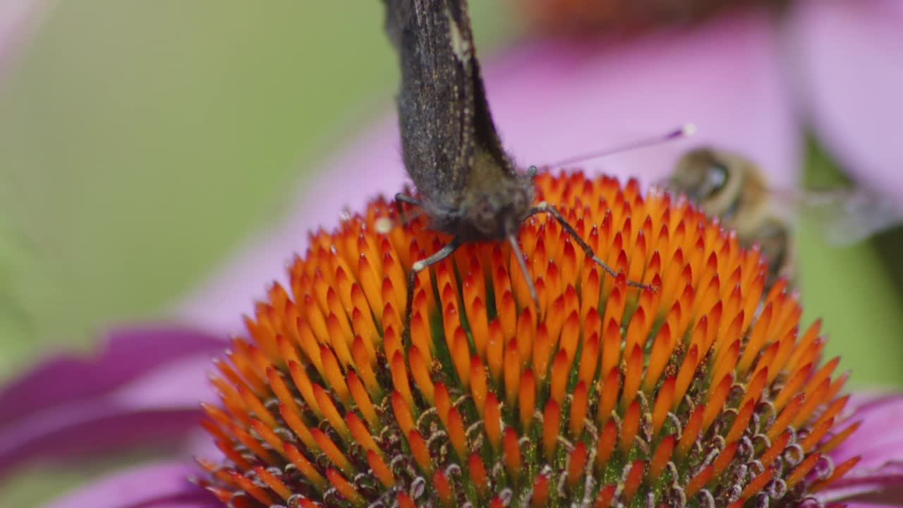 vista de cerca de una mariposa polinizando una flor en el fondo una abeja