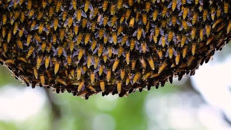 giant honey bees are known to build large colonies of nest with symmetrical pockets made of wax for them to store honey as their food source