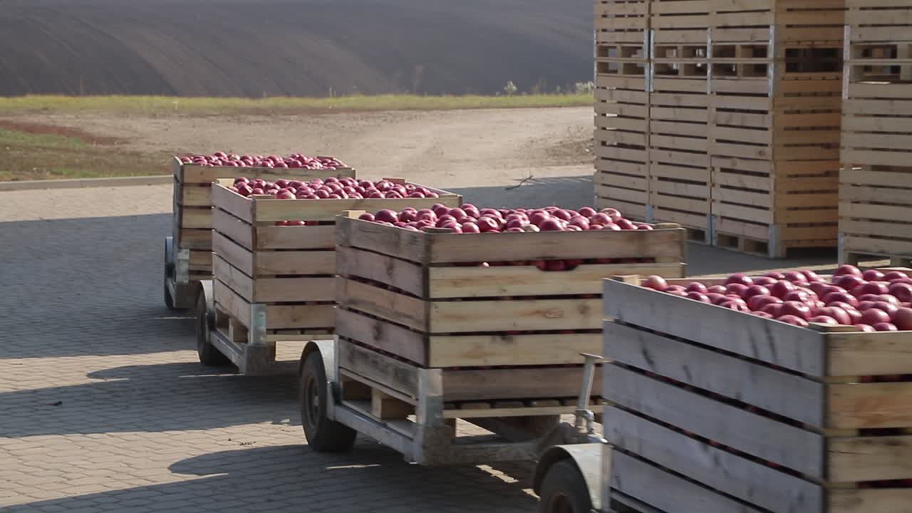 Tractor transporting apples on trailers in the territory of warehouse. Apple harvest.
