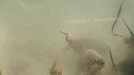 float bobber enters the lake next to the fish cluster 1