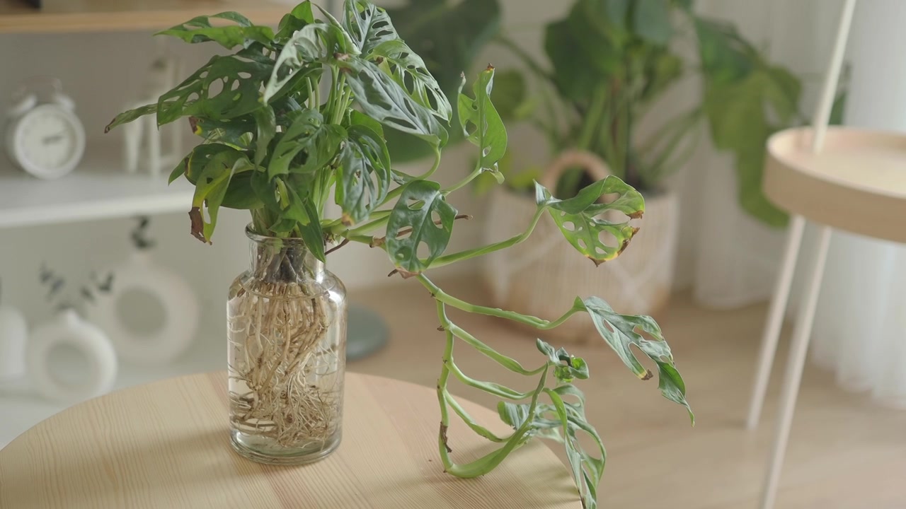 Pianta di Monstera Adansonii con radici in acqua su un tavolo di legno