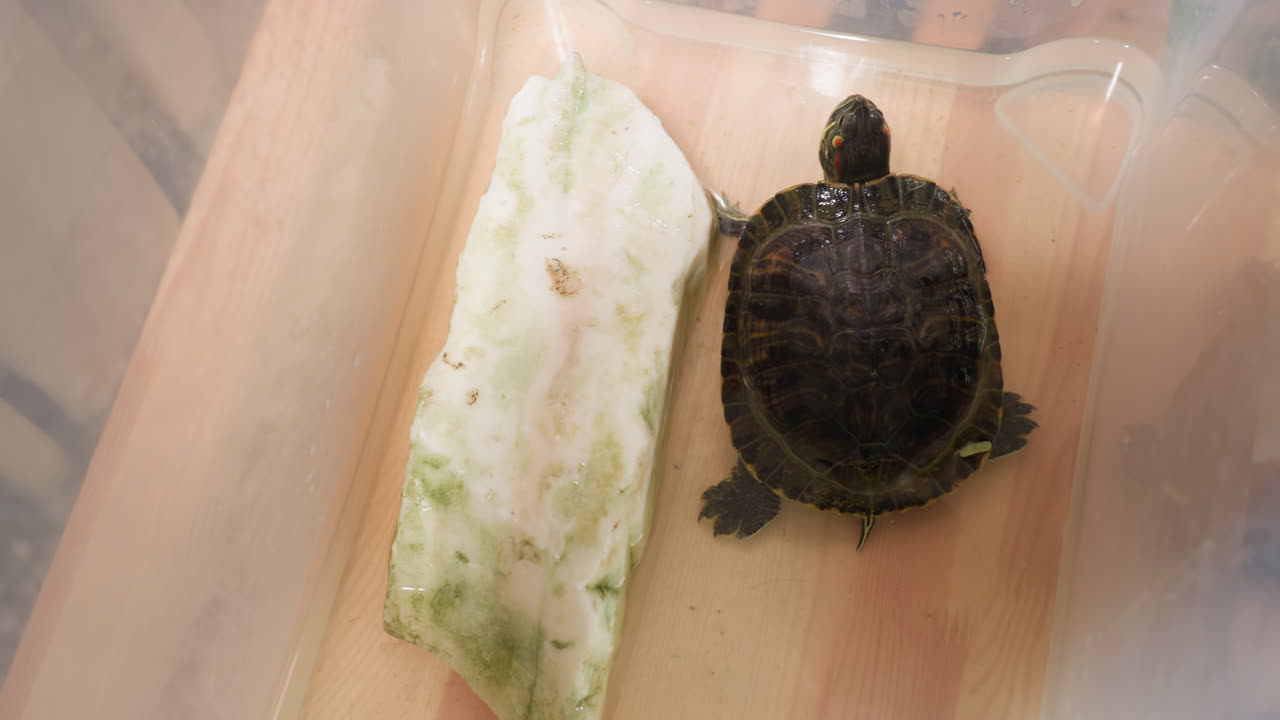 Close up hand view of kid feeding tortoise inside rubber container as tortoise moves slowly on wooden surface with water and stone, showing childhood curiosity and animal care interaction