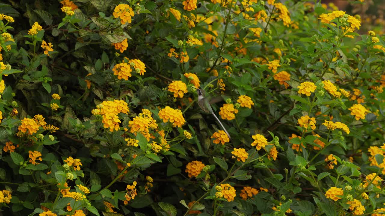 Descrizione: Inquadratura grandangolare statica che cattura un minuscolo colibrì di Cora mentre si nutre attivamente di fiori gialli in mezzo al lussureggiante fogliame verde di Lantana in un vivace ambiente di giardino naturale.