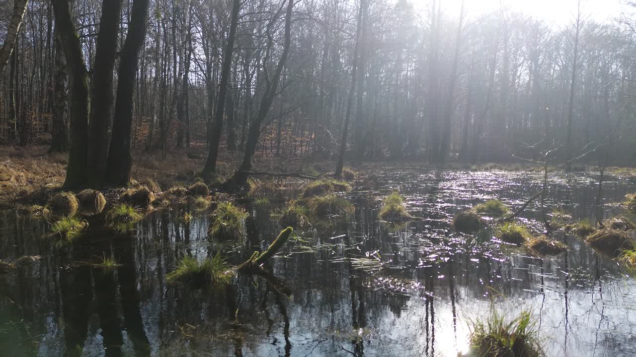 Overflow Land Water In Forest Sunny Day Aerial Dolly Move Back Free ...