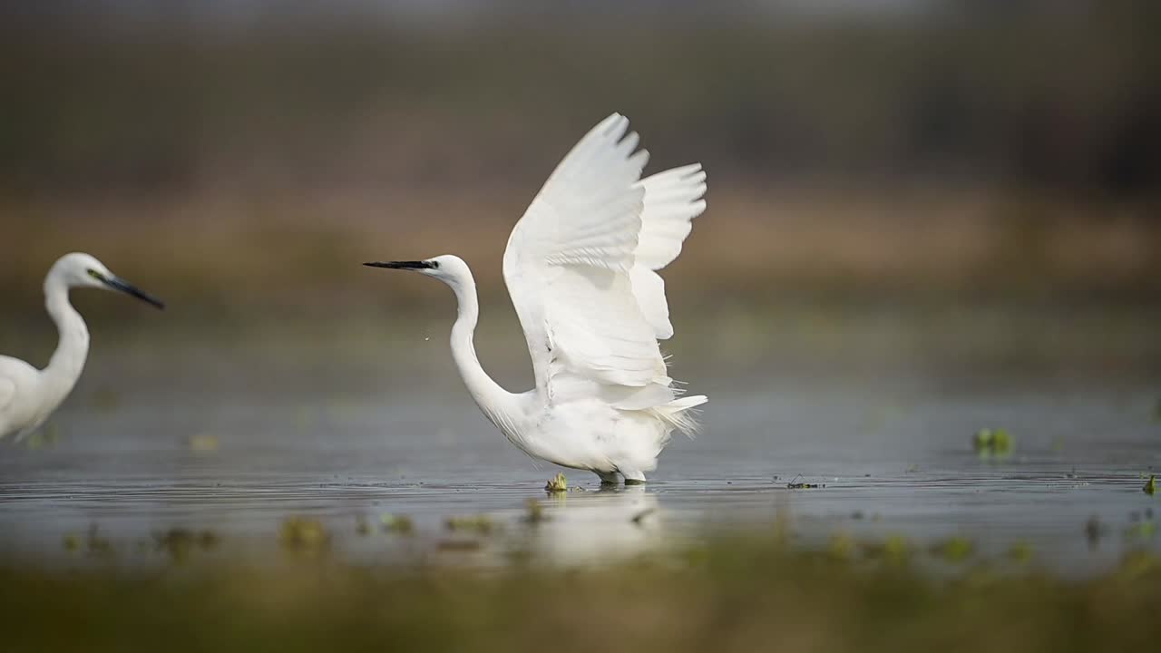 A white egret bird with black legs and a long beak flies over a body of water with its wings outstretched, while another egret can be seen in the background.