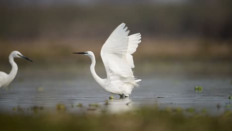 a white egret bird with black legs and a long beak flies over a body of water with its wings outstretched, while another egret can be seen in the background.