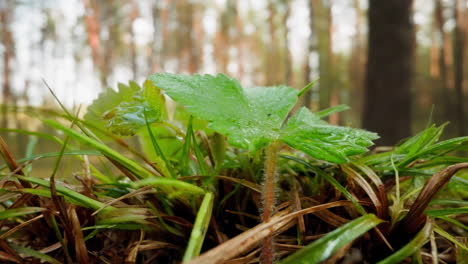 Green-strawberry-plant-on-lawn-among-grass-in-sunlit-park