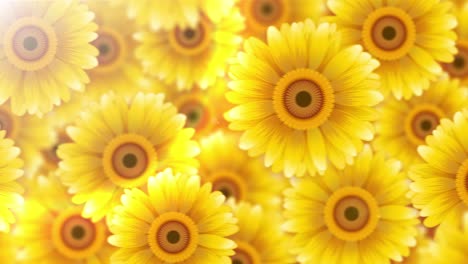 gerbera wall [loop]