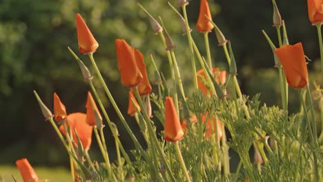 Ungeöffnete-Isländische-Mohnpflanze-Im-Garten