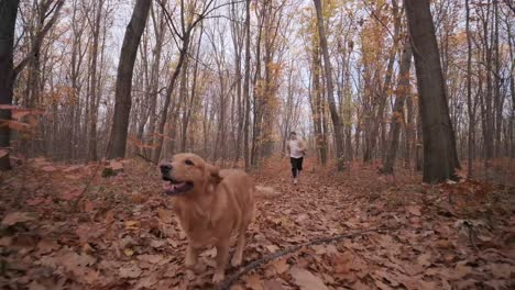 man throws stick to golden retriever dog and dog running in autumn field