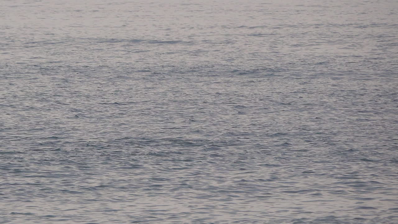 돌고래 한 마리가 등지느러미를 드러내며 헤엄치고, 다른 두 마리의 수컷 돌고래가 따라옵니다.