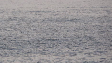 a dolphin swims, exposing her dorsal fin, followed by two other male dolphins