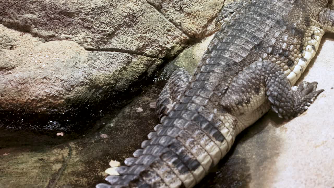 A crocodile lies motionless on a rocky surface in a zoo enclosure, under soft lighting, creating a calm atmosphere