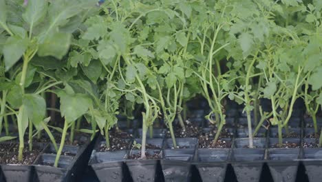 trays of young green plant seedlings