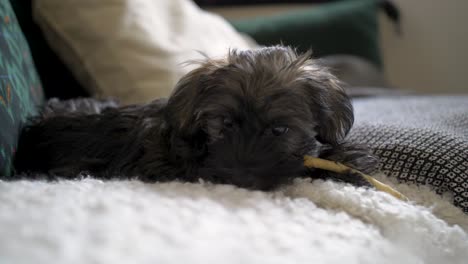 close up of adorable puppy dog lying down on cute cosy couch and doggy pillow chewing on a bone in slow motion with puppy-dog eyes