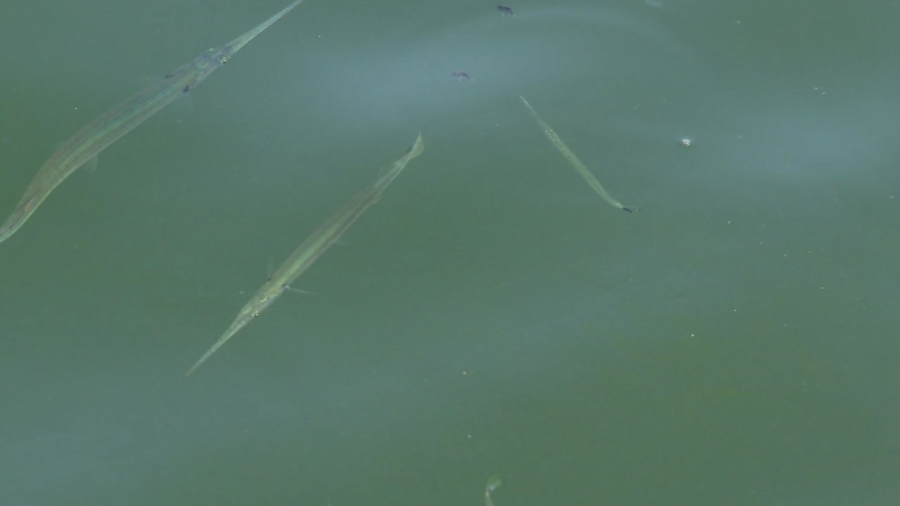 Close-up view of long, slender fish swimming gracefully in a greenish aquatic environment.