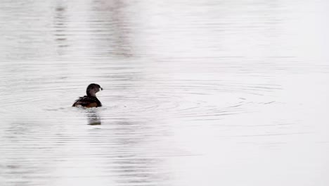 A-Pied-Billed-Grebe-bathes-in-a-pond