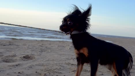 a small dog (a toy-terrier breed) walks on the shore of a large lake. the dog and the sand are illuminated by the evening sunset. the dog is afraid of the camera and pulls on the leash. a cloudy spring evening on the shore of the lake.