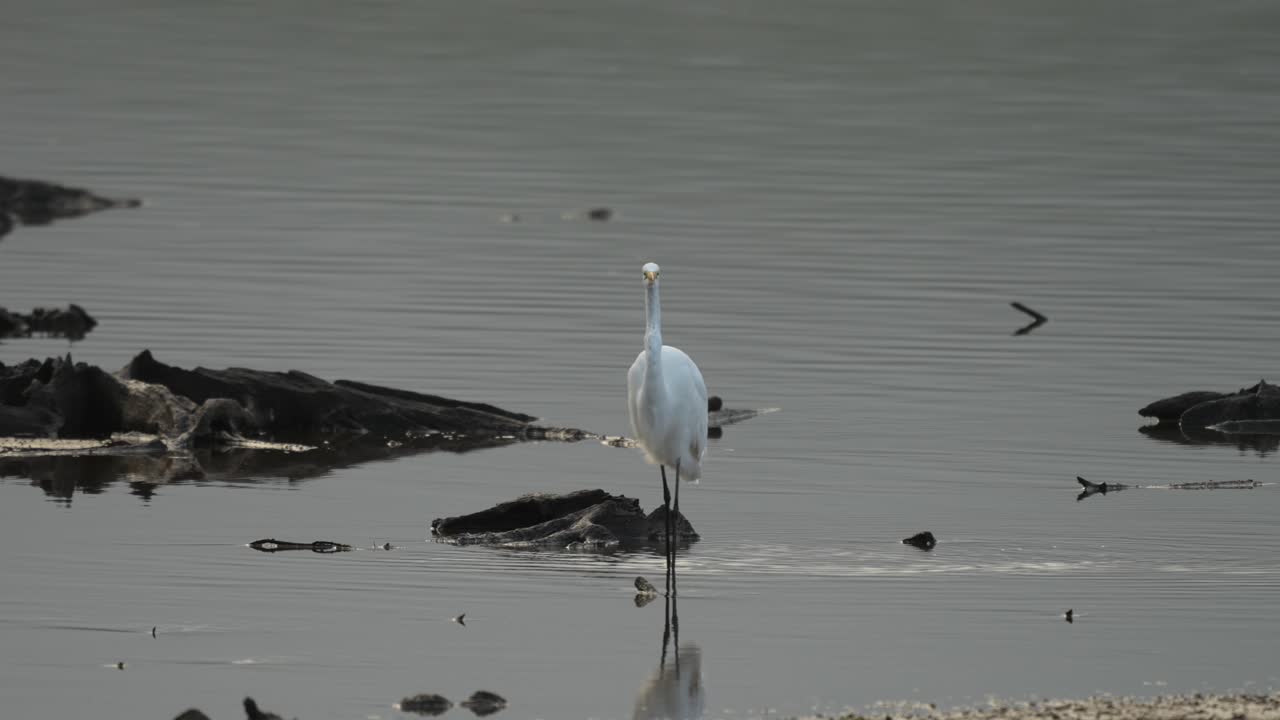 A great egret looking for its morning food in a shallow lake in the early morning light