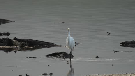 a great egret looking for its morning food in a shallow lake in the early morning light