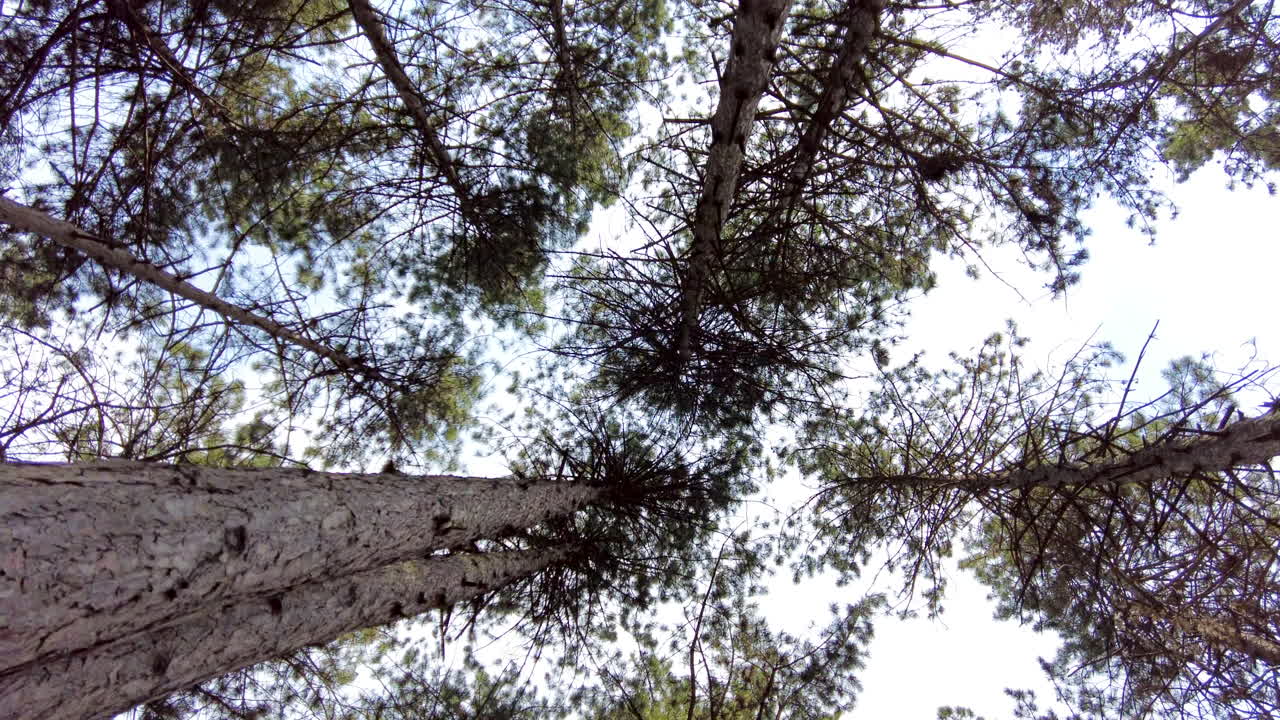 Low angle view of leafing trees with the blue sky in the background