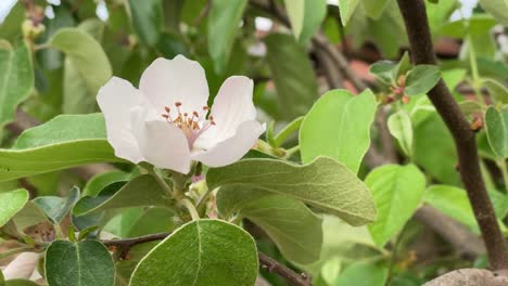 Quittenblüten-Nahaufnahme,-Quitte-Während-Der-Blütezeit,-Blüte