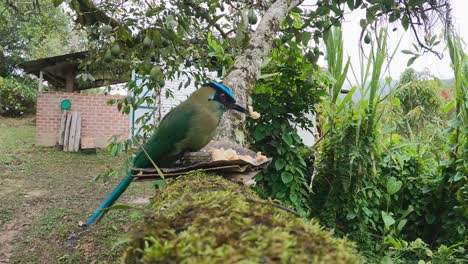 motmot colorido de las tierras altas visita un comedero para pájaros en un árbol de aguacate en perú