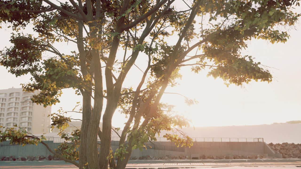 건물 근처 에 있는 나무 의 해 가 지는 모습