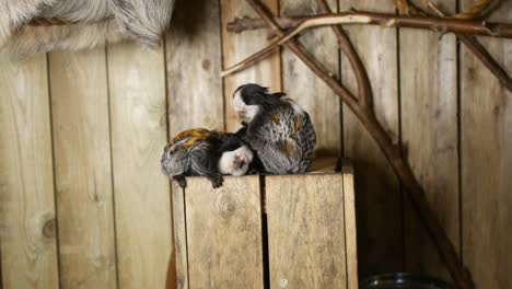 marmosets grooming in a zoo