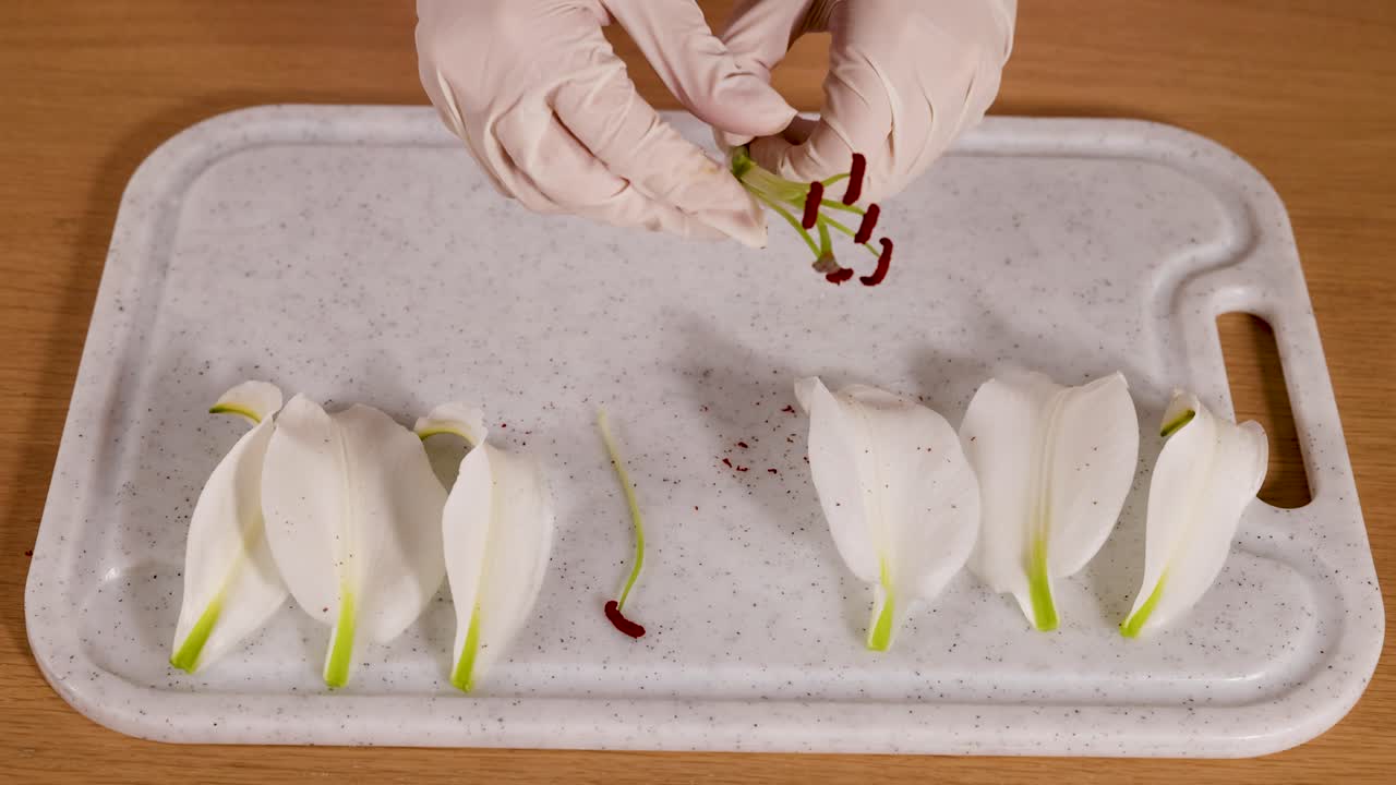 Hands in gloves carefully dissect lily flower parts on a tray, highlighting botanical study and floral anatomy