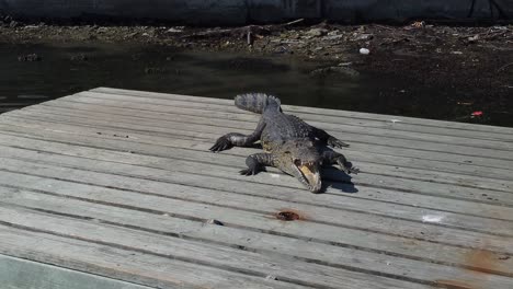 un cocodrilo parado en un muelle en medio del lago en tampico, méxico