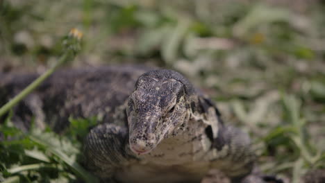 Riesenreptil,-Asiatische-Wasserwarane,-Zeitlupenzunge