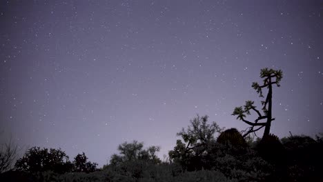 Las-Estrellas-Giran-Alrededor-De-La-Estrella-Del-Norte-Con-Un-Cactus-Cholla-Y-Arbustos-Recortados-Contra-El-Cielo