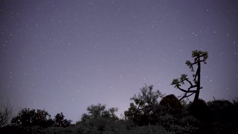 las estrellas giran alrededor de la estrella del norte con un cactus cholla y arbustos recortados contra el cielo