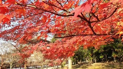 Branches-with-colorful-autumn-leaves-japanese-red-maple-in-front-of-shinto-temple-in-Nara,-Japan